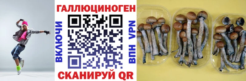 закладки  Данков  Псилоцибиновые грибы MAGIC MUSHROOMS 